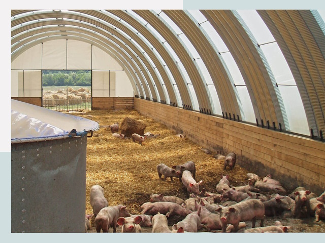 Строительство свинарников в Ревде